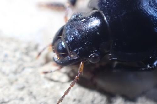 Harpalus dimidiatus